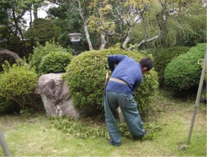 植木の手入れ